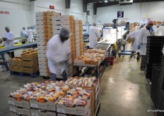 Packing line with peppers.