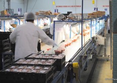 Packing line for tomatoes