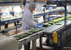 Packing line for mini cucumbers