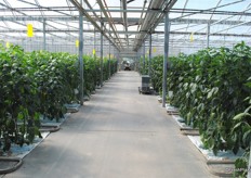 Greenhouse for the peppers