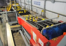 Packing line for peppers