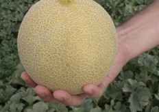 Its shape is round and it has homogeneous and remarkable netting. Its bright yellow color indicates the optimal time to harvest