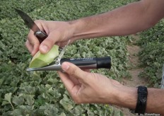 In the fields of Torre Pacheco, José tests the brix level of Lambada. The instrument marks 17 º.