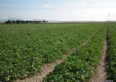 Lambada Galia fields in Torre Pacheco, Murcia.