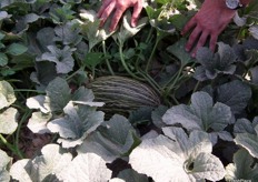 VALIENTE Piel de Sapo melon fields in Albujón in Murcia.