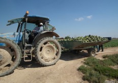 "This tractor just collect a "boat" (as they call the special container) full of VALIENTE melons."