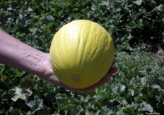 MASTIL yellow canaria melon. This is a pre-commercial variety which is harvested from June 15 to July 10 in Spain. Its peel stands out for its bright yellow color. MASTIL has a white, firm and crisp flesh and very refreshing taste.