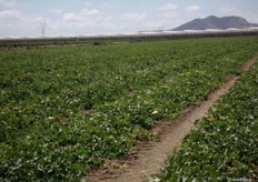 Yellow melon fields in Agroavileses.