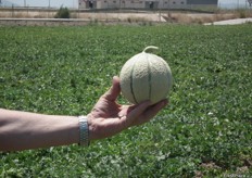 Charentais Verd melon KARMAN in Jimenado, Murcia.