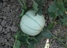 KARMAN melon which netting has not yet been developed. One of the particularities of this melon is the difficulty to quickly find the right point of ripeness during the harvest.