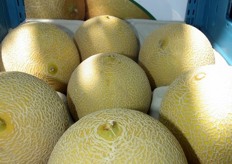 CLX MLL56 F1 precommercial Galia melon variety exposed in Special Melon Event