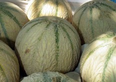 Well established commercial variety Verd Charentais melon, HUGO F1.