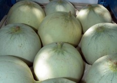 Honey Dew melon variety with orange flesh BACIR, a gourmet product for the most demanding palates.