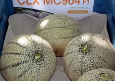 Precommercial Italian Cantalope variety CLX MC964