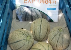 Experimental Italian cantaloupe variety D484 EXP