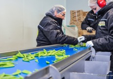 Sugar Snaps are sorted at the beginning of the processing line. Sugar Snaps is a major product.