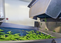 Washing and drying the sugar snaps.