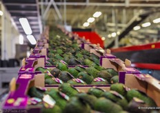 Ready to eat avocados are removed to be palletized.