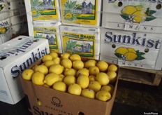 Sunkist lemons. Lemons are becoming very popular in China due to the health benefits, people are starting to add lemon to their drinks. A 'lemon cup' had been developed where you can put half a lemon in the bottom then fill it with water, this very popular just now.