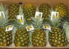 Big pineapples from the Philippines.