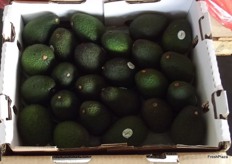 The only avocados on the market which were not from Mission. These were from Providencia, Mexico.