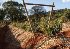 Tatura trellis orchard.