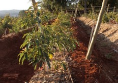 Tatura trellis avocado orchard.