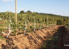 Vertical trellising of avocados.