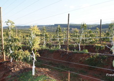 Vertical trellising of avocados.