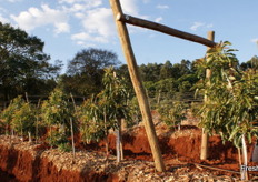 Tatura trellising of avocados.