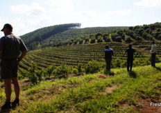 View over terraced avocado orchard.