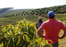 View over a terraced avocado orchard.