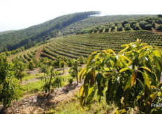 Terraced avocado orchard.