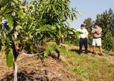 Avocado trees on ridges.