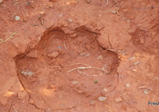 Hippo footprint in avocado orchard.