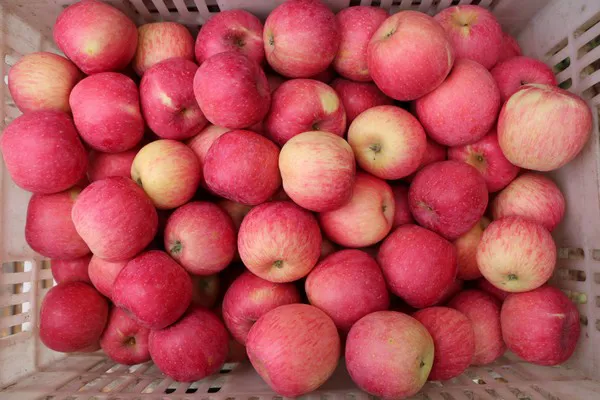 Japanese Sun Fuji Apples Selling for 60 Yuan Apiece in China