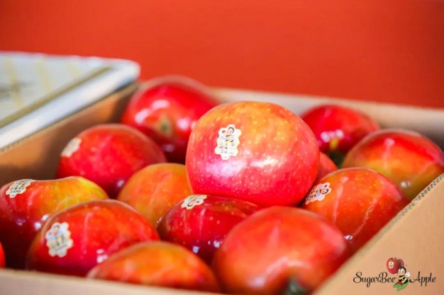 Chelan Fresh's SugarBee apple closes in on year-round availability