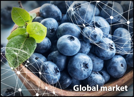 OVERVIEW GLOBAL BLUEBERRY MARKET