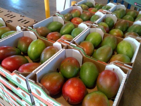 mangoes from puerto rico