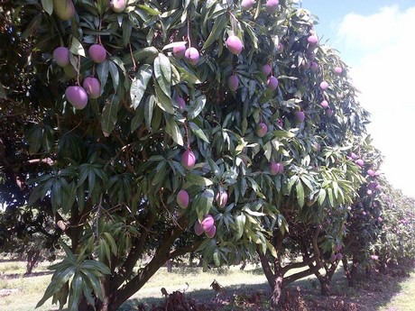 mangoes from puerto rico