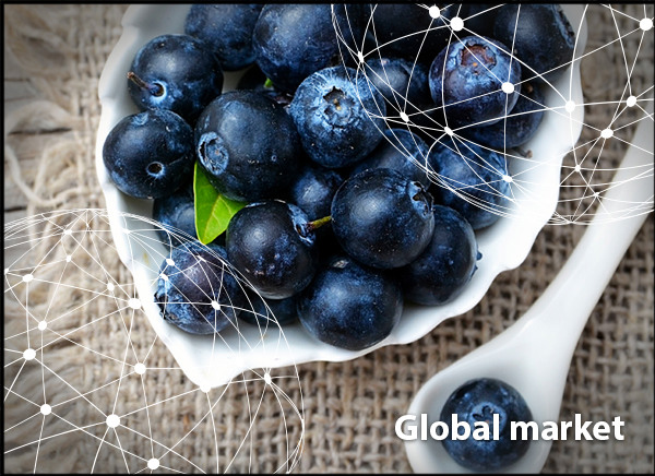 OVERVIEW GLOBAL BLUEBERRY MARKET