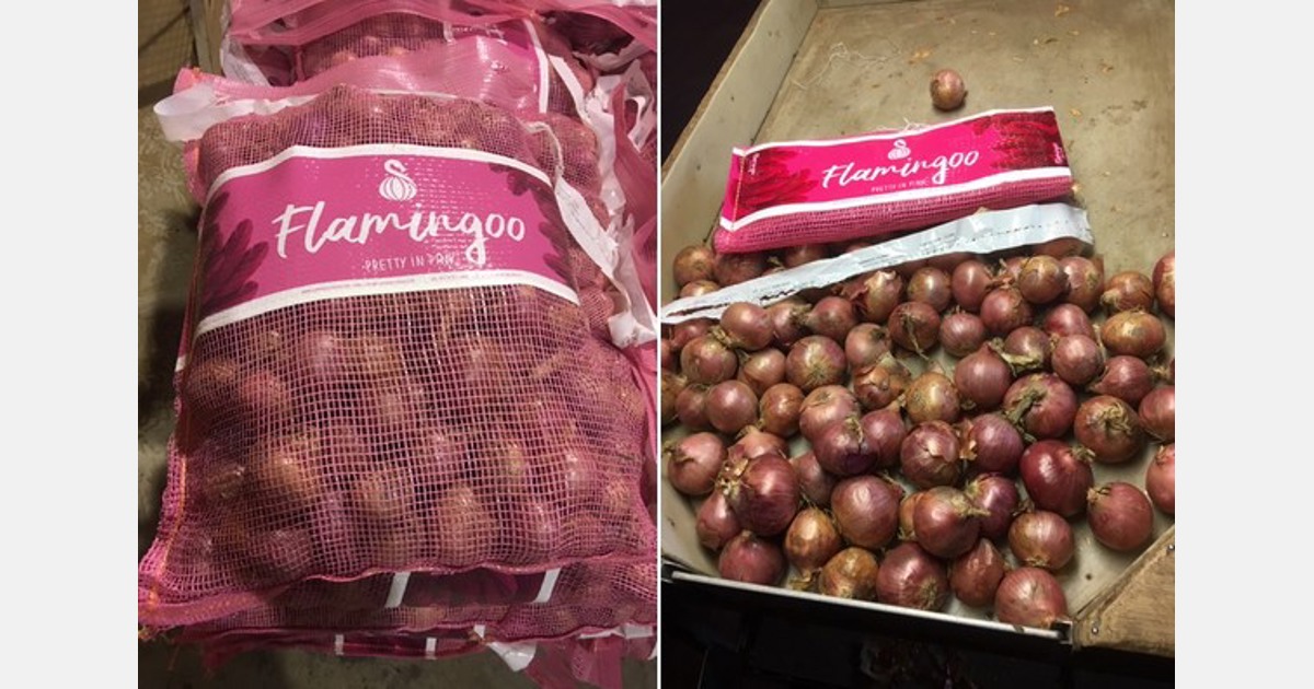 Fresh Pink Onion Manufacturer,Fresh Pink Onion Exporter from
