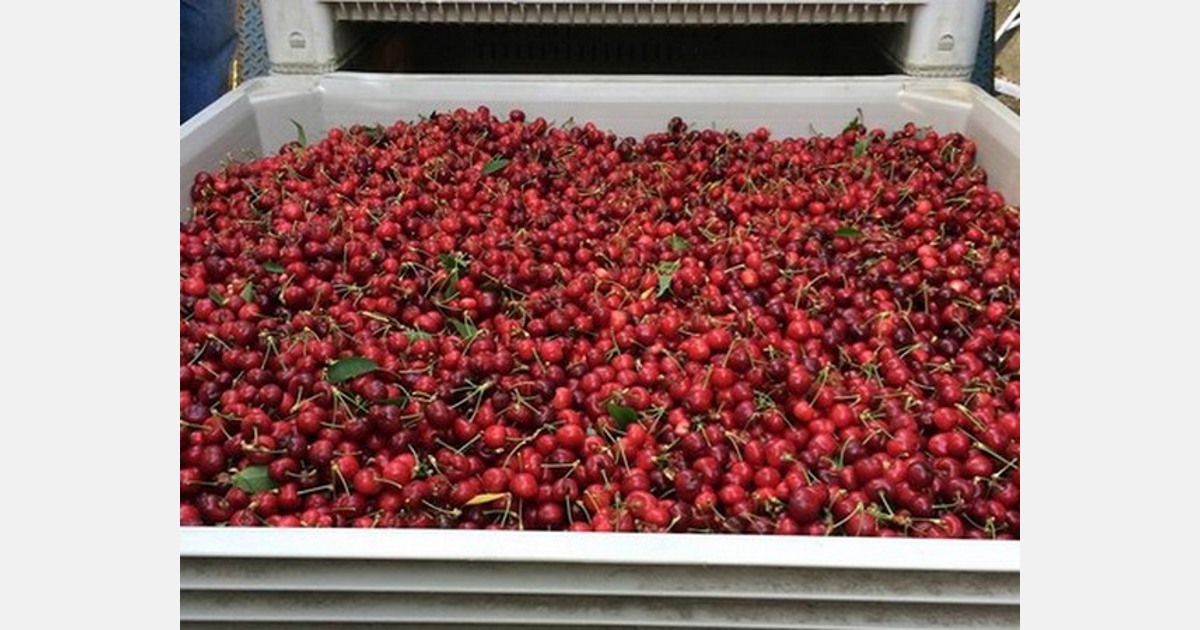 Smaller California cherry crop kicks off