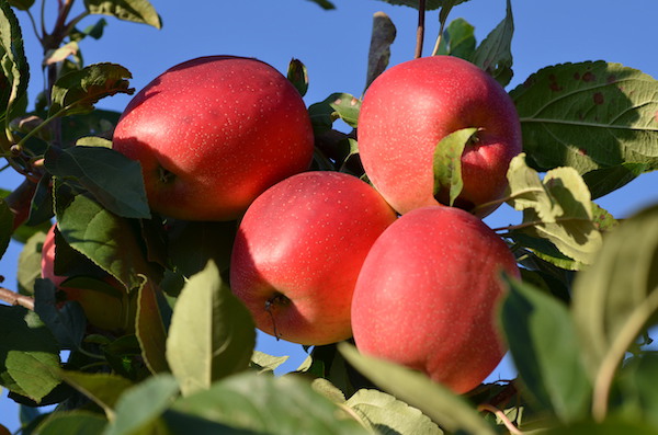 Storage supplies of SweeTango apples should last through July”