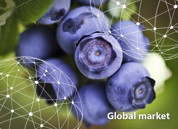 OVERVIEW GLOBAL BLUEBERRY MARKET