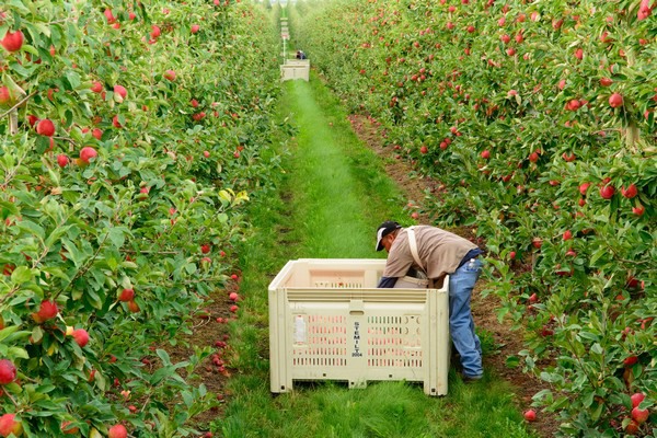 2020 New Crop Fresh China Red Paper Bagged FUJI Apple China Manufacturer