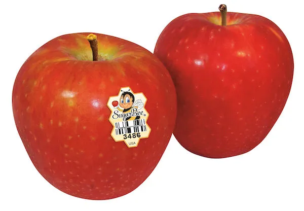 Demand for SugarBee-brand cider previews strong apple season ahead - Fruit  Growers News