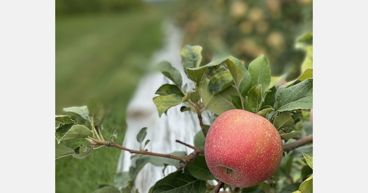 Fuji Apples - Apple Varieties - Riveridge Produce Marketing