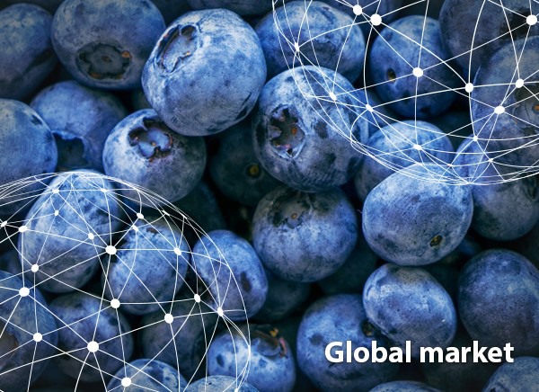 OVERVIEW GLOBAL BLUEBERRY MARKET