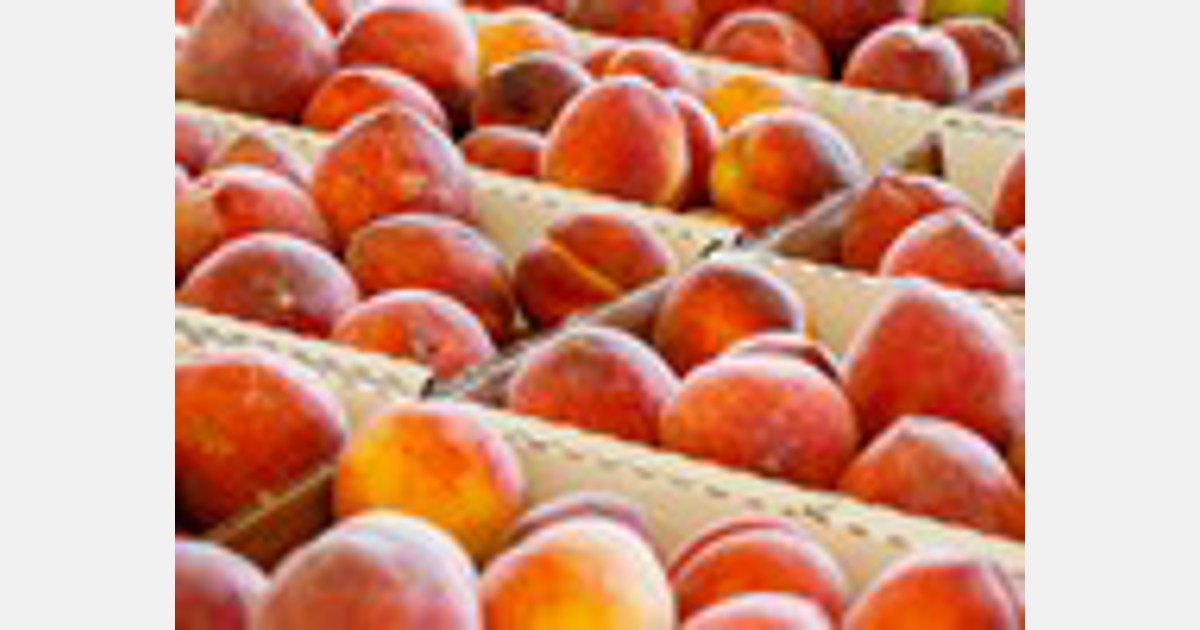 Livesay Orchards experiences extraordinary peach shortage